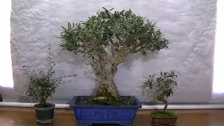 Olivos