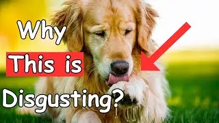 Why Dogs Do These 15 Weird Things? (Explained by Science)