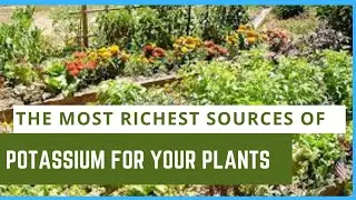 The most richest sources of potassium for your plants. #gardeningtips #gardeningforbeginners