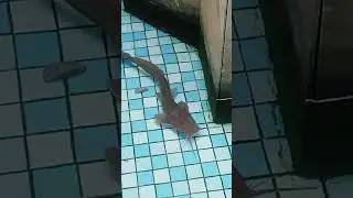ikan keli afrika