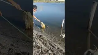 Granchi Blu Pesca pesca divertente con i miei figli