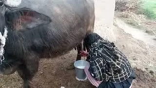 Animal video #mai paltu Buffalo #milk nikalty have #buffalo meeting 