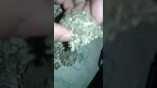 BROWN WEED