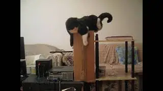 🖤💛🤍 Cute Tuxedo Cat enjoys playing hardball with her old man !🌕👈😸👈🤓