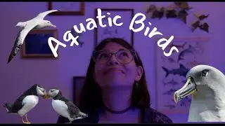 Let's Throw Puffins! | Aquatic Birds