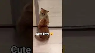Cute Cutie kitty 🥰🐾. #kitten#cat#funny#cute#catlover#catshorts#youtubecats#MunchkinCat