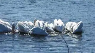 American White Pelicans feeding cooperatively (cooperative herding)