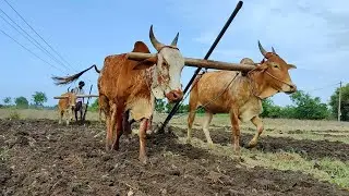 cow vs country Bullock in Ploughing | pattikonda seema bulls