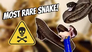 SNAKE OF THE WEEK: PURPLE SPOTTED PIT VIPER