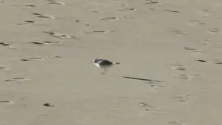 Piping Plover Running on Sand