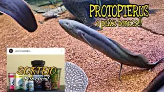 NOVO MORADOR PROTOPTERUS!!!
