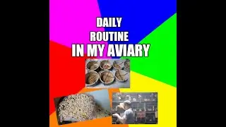 Vlog#18 MORNING ROUTINE IN MY AVIARY