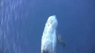RISSO's DOLPHIN (Grampus griseus) riding the bow wave in the Red Sea - Sharm El Sheikh, Egypt