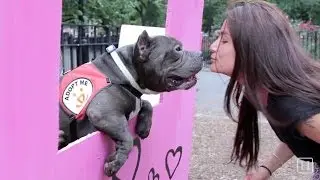 Dog Kissing Booth for Best Friends Animal Society