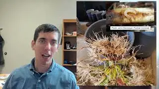 The current situation with the western and northern corn rootworm in Illinois- Dr. Nick Seiter