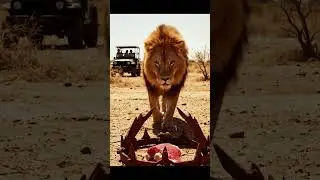 Lion Approaches a Deadly Trap 🦁⚠️ | Will He Take the Bait?