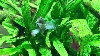 African fan shrimp