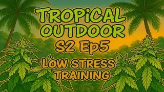 Low Stress Training Cannabis in Tropical Thailand 2025 Outdoor marijuana grow S. 2 Ep. 5 #BudHead