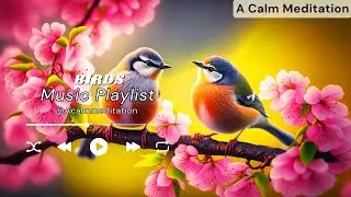 Relaxing Music: Deep Meditation Music, Birds Video With piano sounds, Birds Videos