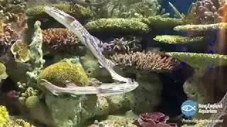 Morning in the Adult Shark Exhibit
