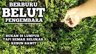 MANCING BELUT DI KEBUN KELAPA SAWIT