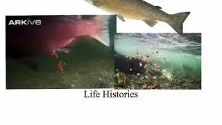 Population Ecology: Life History