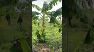 #jungle #camping #papaya #banana #fruit #thailand #island #travel #road  #sea #ocean #world #shorts