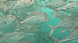 Coron El Rio Y Mar Resort-A Million of Fishes