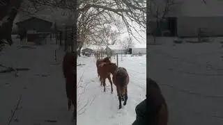 Caspian horses