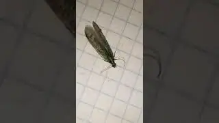 Златоглазка