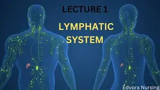 Lymphatic system | Lymphatic vessels | Lymphatic organs | Lymph Node | BSC nursing | Easy explain