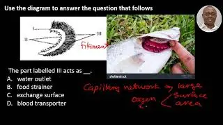 q32 Gill filament JAMB BIOLOGY 2017(2021 Exam Prep)