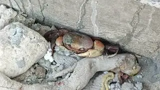 Big crab in fiji🤯#views #youtubeshorts #automobile #viralvideo #farming 