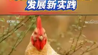 经济半小时播出的七百弄鸡产业链发展典型新实践 （视频来源:经济半小时） #广西大化 #七百弄鸡 #东西部协作  #七百弄 #感恩深圳