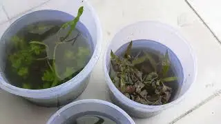 Unboxing aquascape plant dan adaptasikan ke daun air