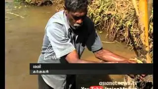 Crop loss in upper Kuttanad in rain: Chuttuvattom News