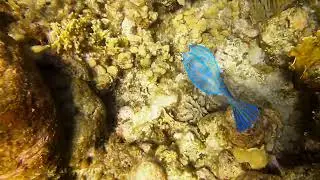 Scrawled cowfish.  Snorkeling at Half Moon Bay in Roatan, Honduras.