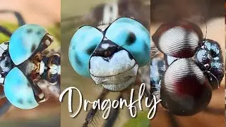 Cute Dragonfly Macro With Natural Background