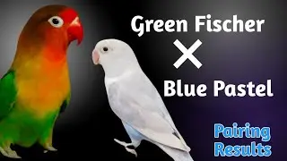 Green Fischer into blue pastel Lovebirds Pairing results #love4birds