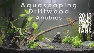 Aquascape - Timelapse - Shrimp Tank Setup