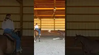 New Obstacle for my Horses! #horses #horsefarms #horseriding #equestrian
