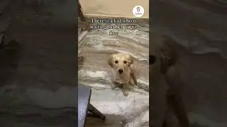 Cute dogs waiting for food