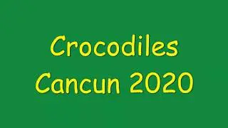 Crococun Zoo Crocodiles Cancun 2020