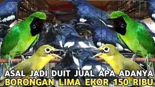 ASAL JADI DUIT KACER JTN  PANTAUN BUNYI 150 RIBU || BORONGAN LIMA EKOR 150 RIBU PLECI  DI PB PRAMUKA
