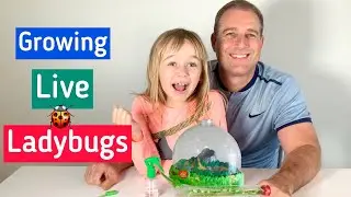 Raising LIVE LADYBUGS🐞 at home! | Ladybugs Land Insect Lore