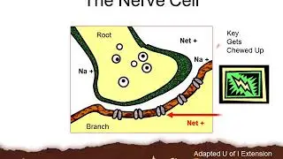 Neonicotinoid Insecticides B