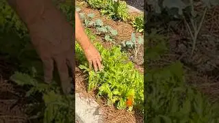 A successful kitchen garden starts with a good foundation #garden #veggiegarden #leafyveg