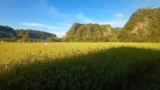hampir tiba panen padi ke2