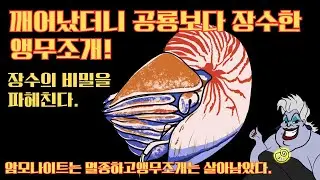 깨어났더니 바다의 꼰대 장수왕 디즈니 인어공주 우르슬라의 목걸이 앵무조개가 되었다?! 암모나이트는 멸종하고 앵무조개만 살아남은 장수비결 전격공개!!