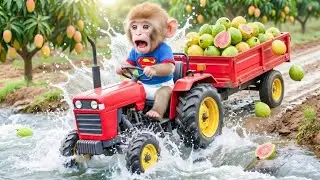Nana monkey Life baby monkey driving mini tractor funny monkey video Cartoon video cute monkey video